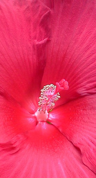 Little Red