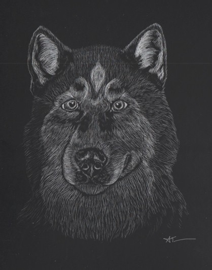 Alaskan Malamute