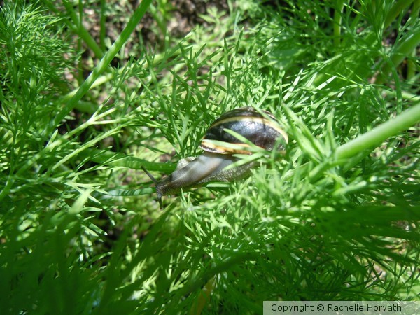 dill creeping snail