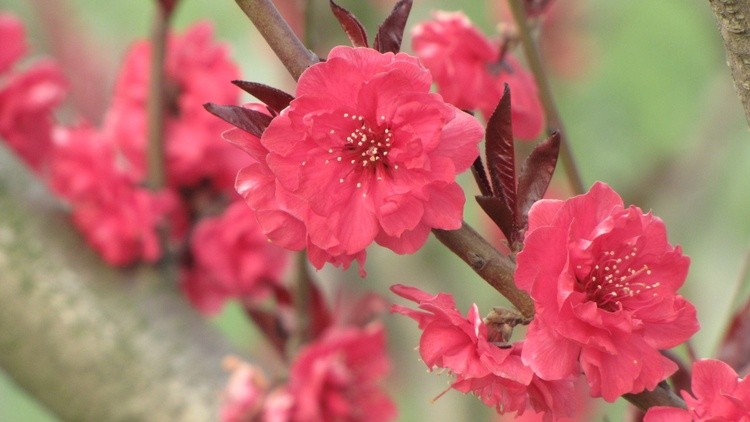 pink is nice !