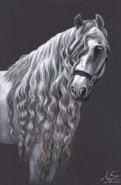 Andalusian Horse