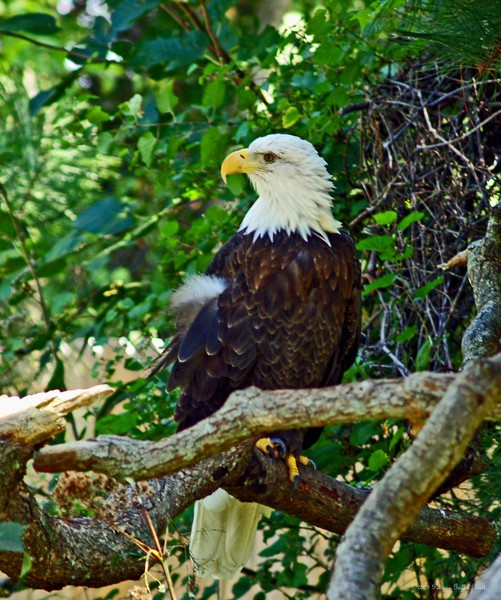 Let Freedom Ring