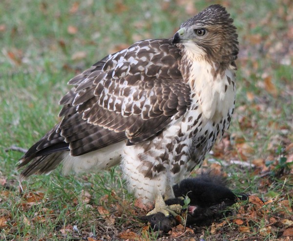 Hawk Squirrel Capture