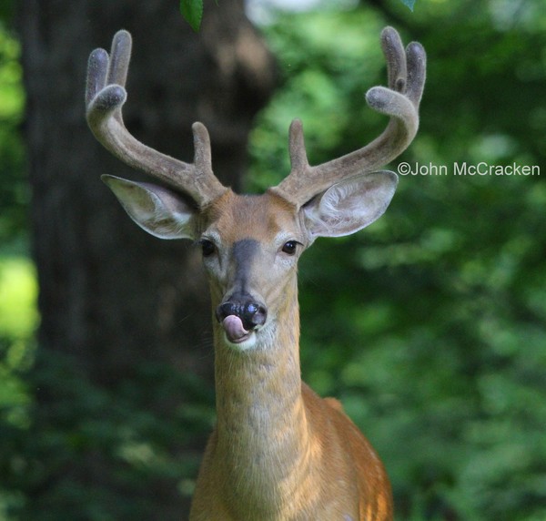 Buck delicious