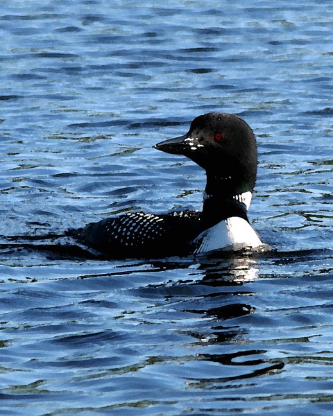 Common Loon - watercolor filter