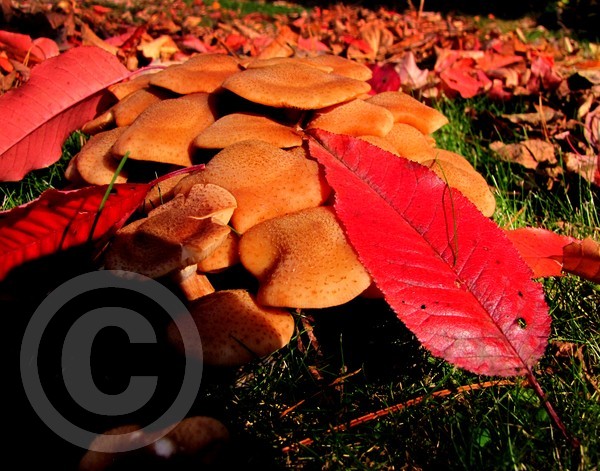 mushroom cluster
