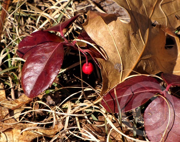 Winter's Leftovers!