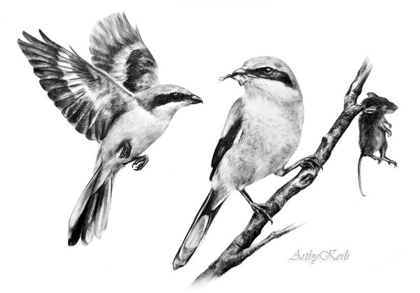Great Grey Shrike (Lanius excubitor)
