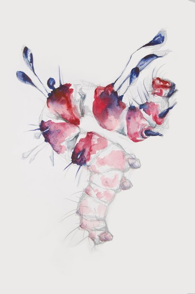 caterpillar