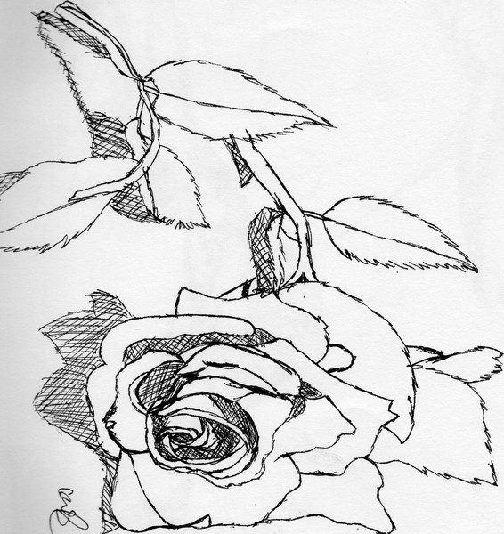 Rose