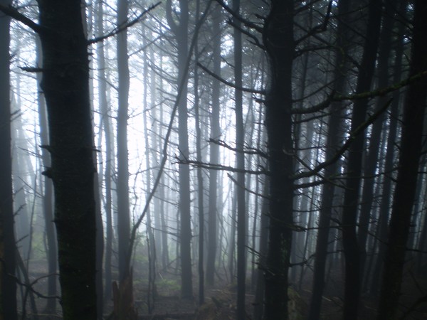 fog