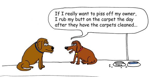 Max the dog
