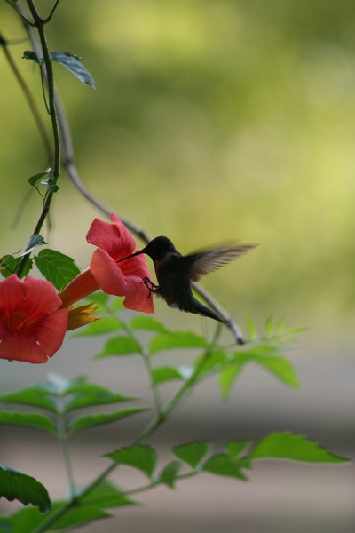 HUMMER 27
