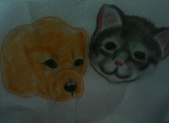 dog & cat