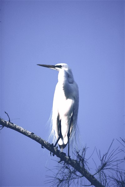 Great White Egret*. ©2008, JOHN SHARP,Sr.