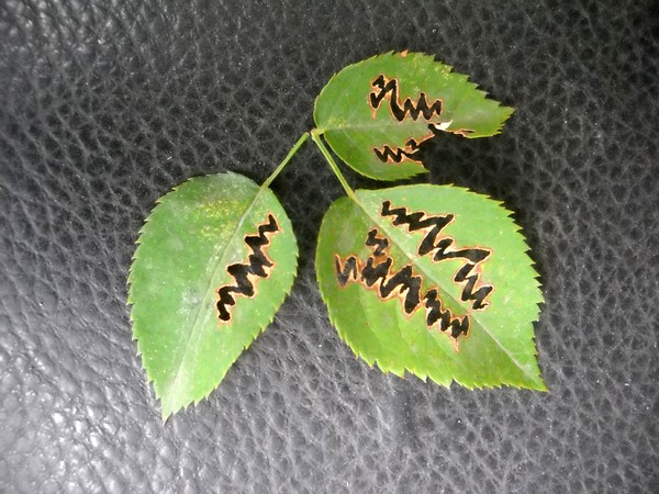 Zig-Zag Art( Insect-Creation)