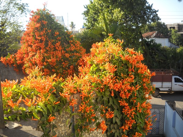 Attic-Orange glory with street greenery