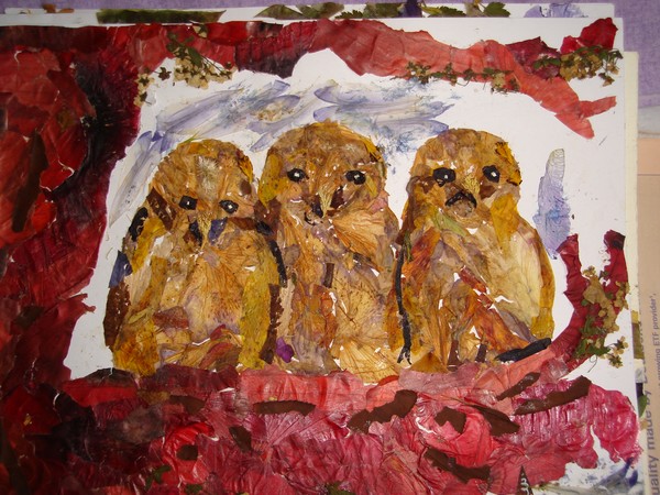 Owletls-thinking not yet spotted