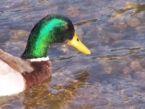 Duck in Water