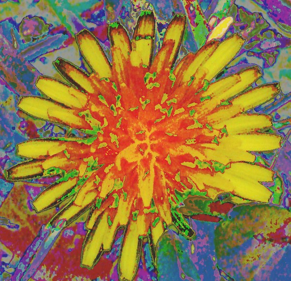 Dandilion