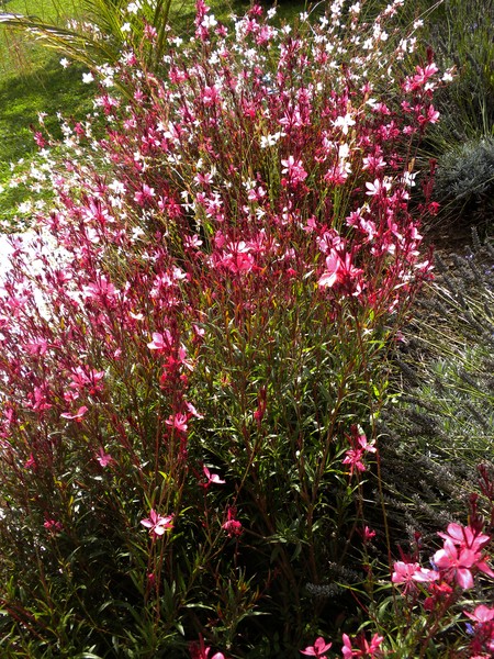 Charming Meadow