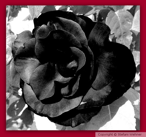 Black Velvet