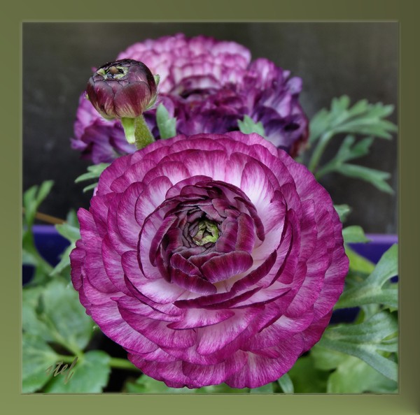 full of purple