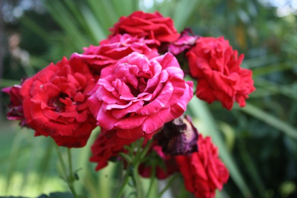 Roses