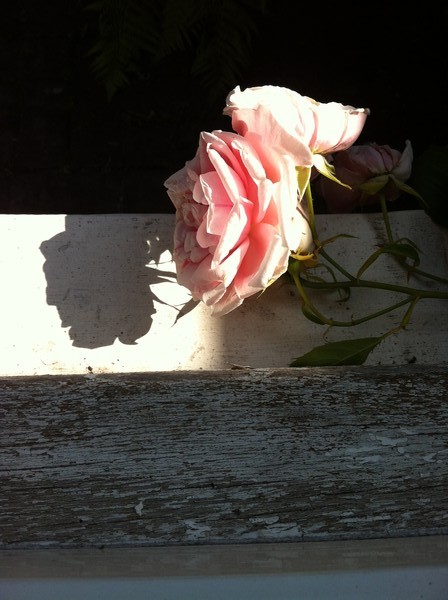 Roses