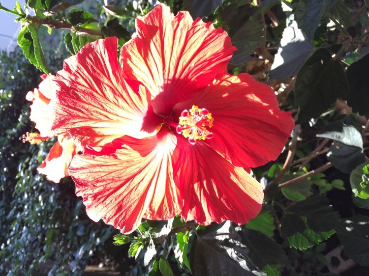 Hibiscus 