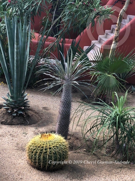 Cabo San Lucas Landscape