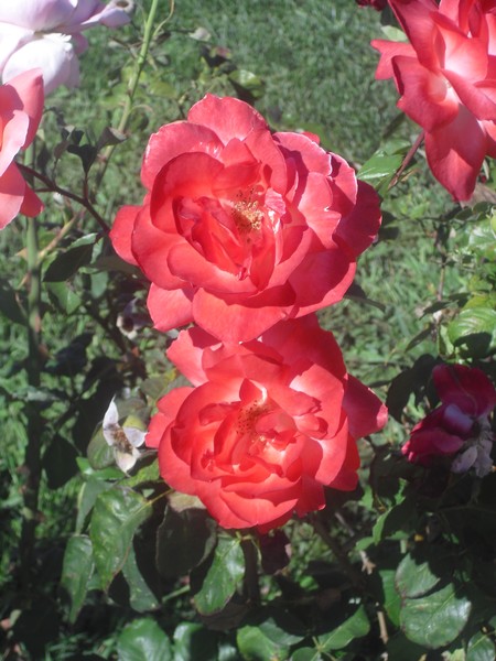 Bursting Roses
