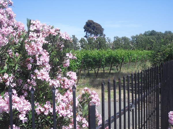 The Orchard