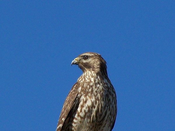 Hapless Hawk
