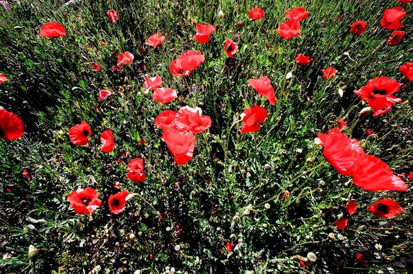 Papaveri
