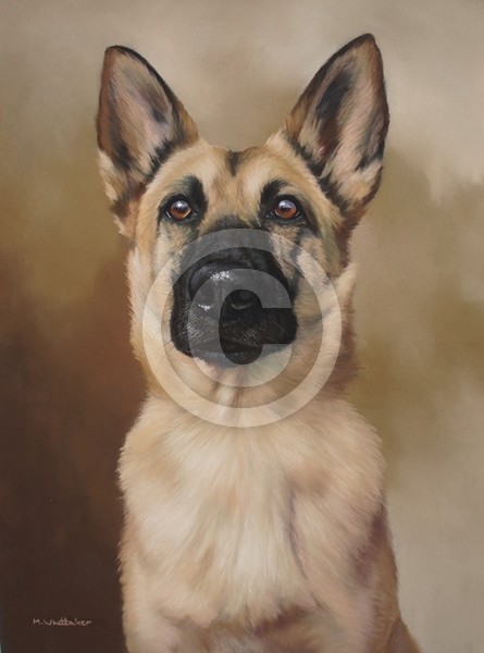 BELGIAN SHEPHERD DOG