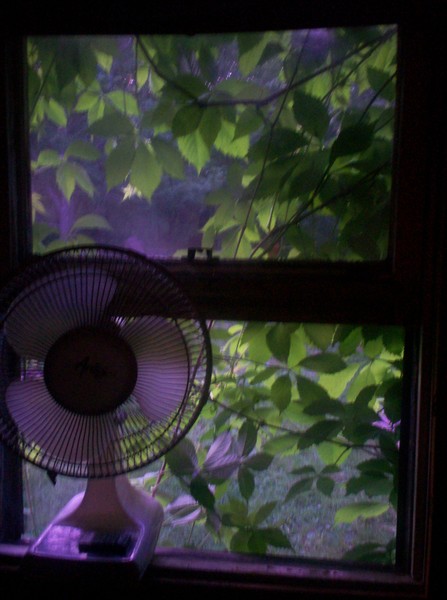 fan