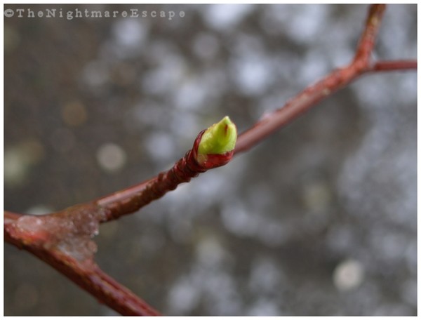 Green Bud II