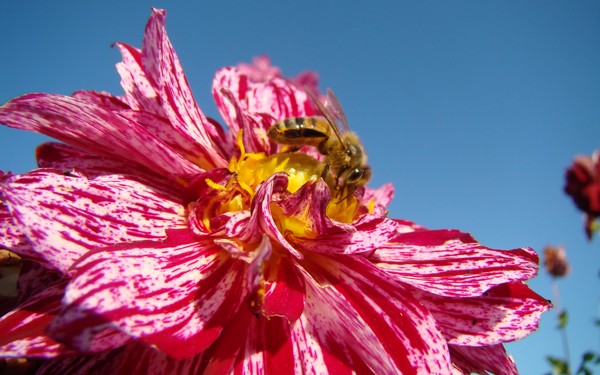 Sauvi Island Pollination