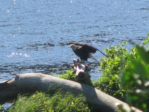 eagle