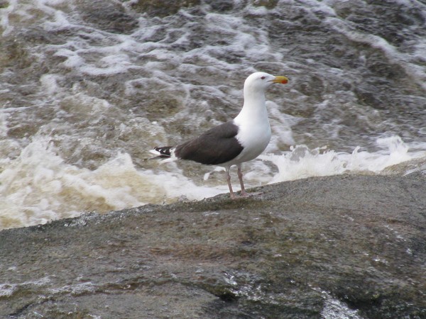 seagull
