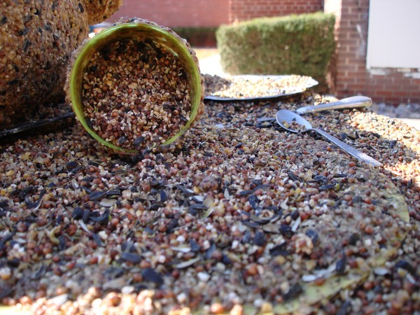 Bird Feast close up