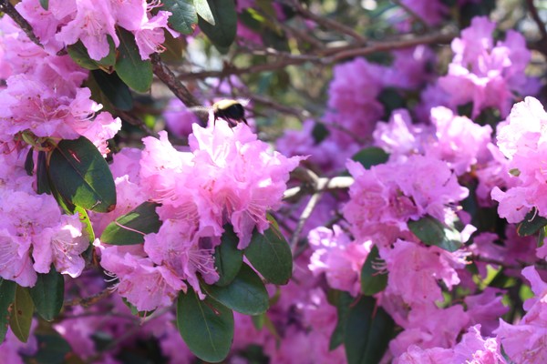 Flowers in the sun
