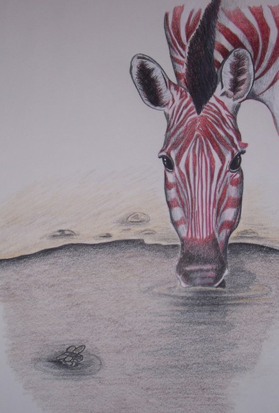 red zebra