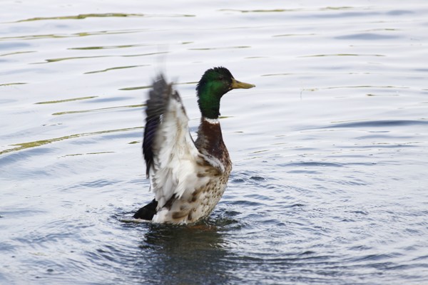 duck at the park