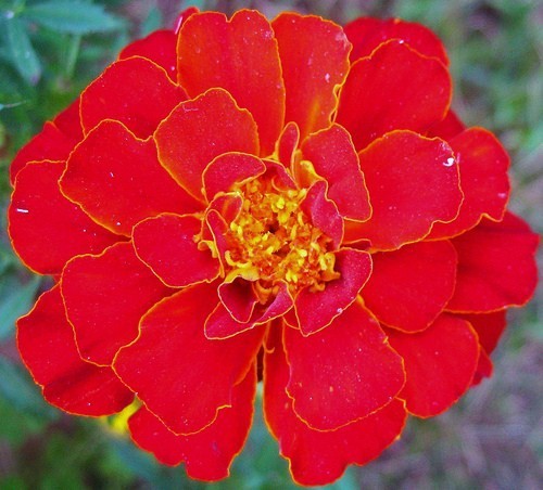 red