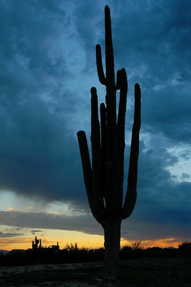 cactus1