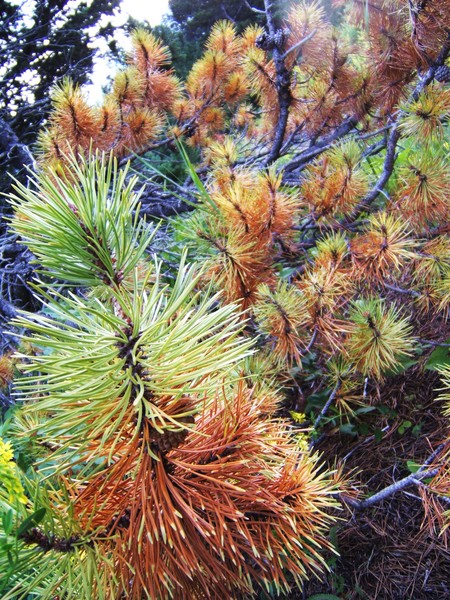 pine tree2