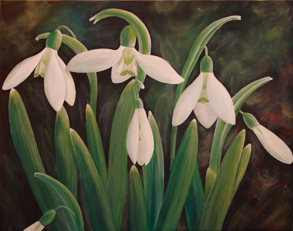 Snowdrops
