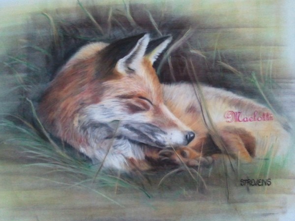 Fox bathing in spring sunshine